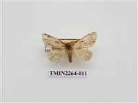 藏品(灰小掌舟蛾)的圖片